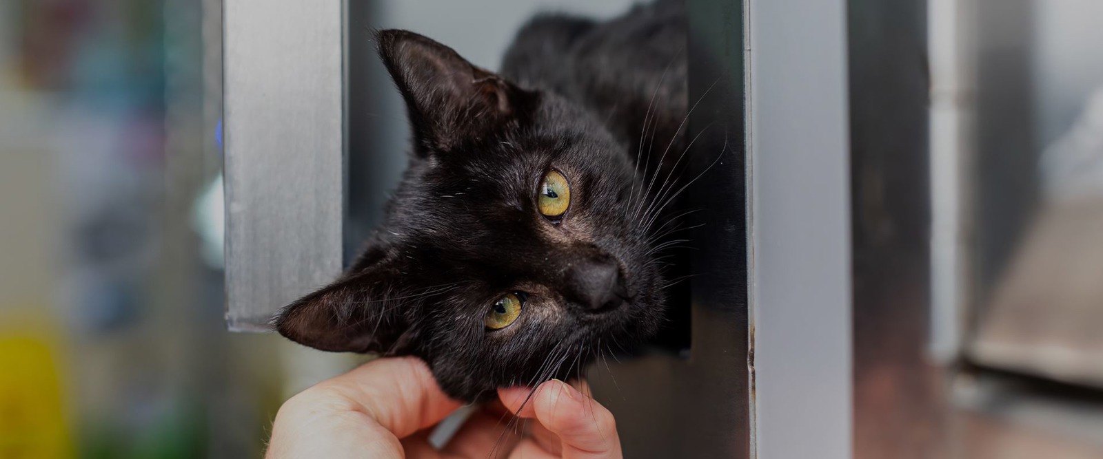 Cats Protection Mansfield Cat Centre