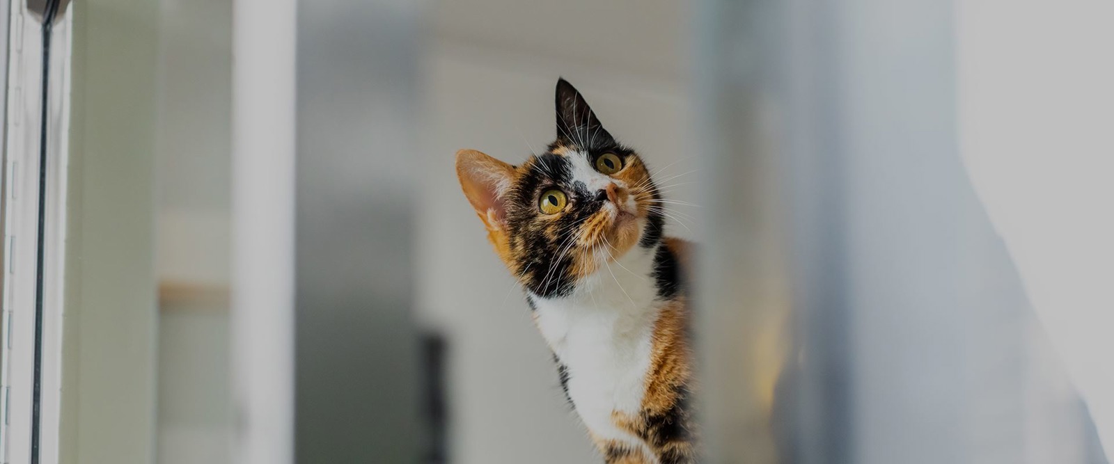 Could you give a cat a loving new home in Chiltern? Scroll down to see our Cats for Adoption!