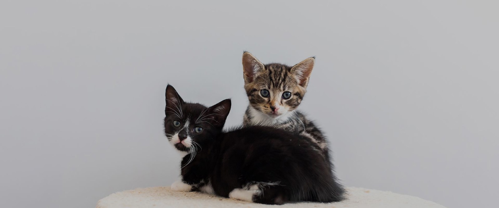 Cats Protection South London Cat Centre