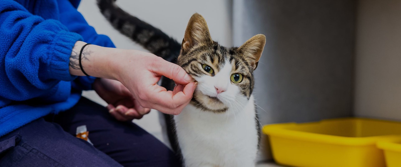 Can you spare a few hours a week?