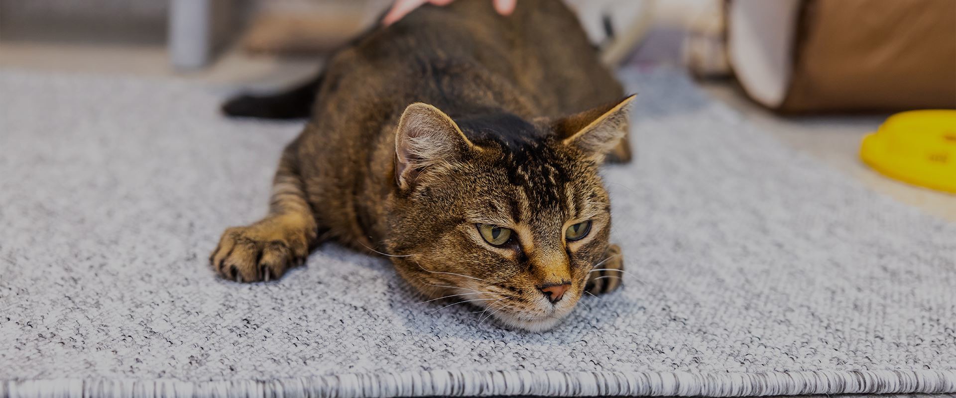 Rescue cats shop in my area