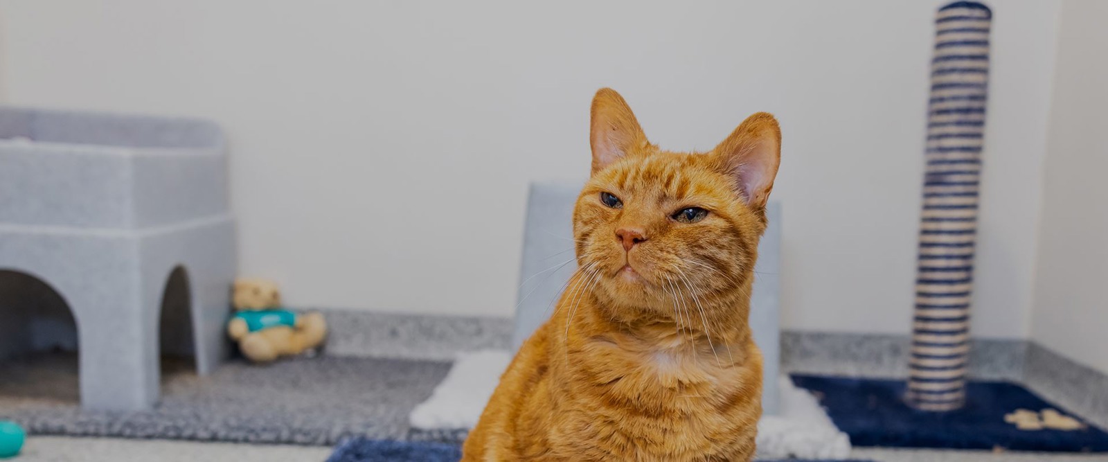 Cats Protection Northern Ireland