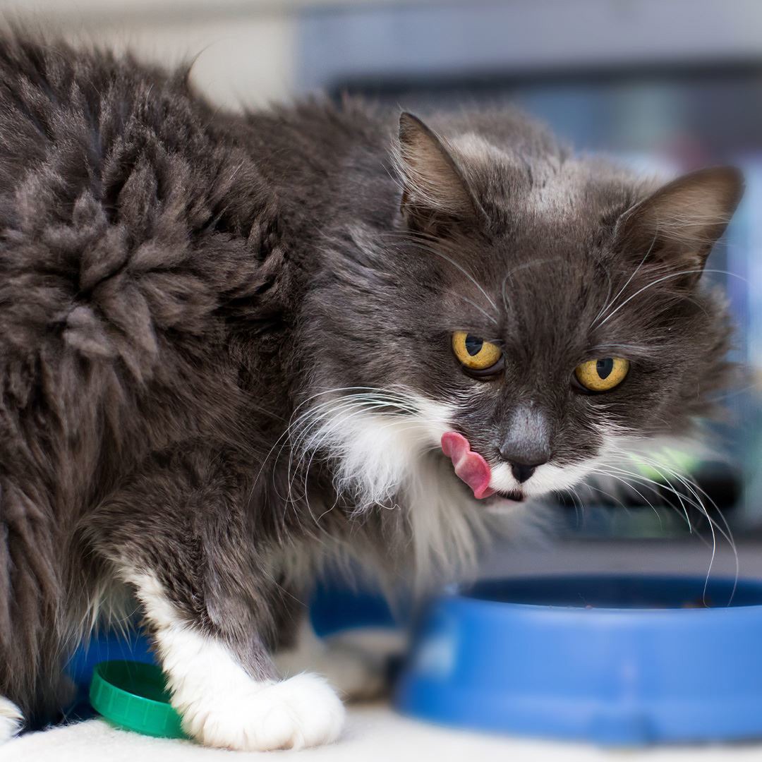 Cat sanctuary sales bridgend