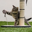 Tabby kitten playing with sisal ball