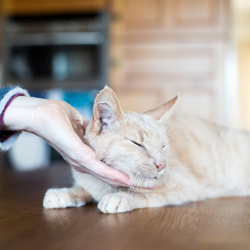 Cats Protection Hereford Adoption Centre