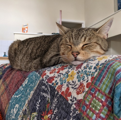 brown tabby cat asleep on patterned quilt on back of sofa