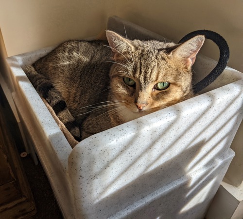 brown tabby cat lying in grey plastic cat hide