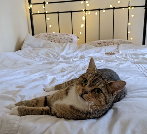brown tabby cat lying on bed with white bedsheets and fairy lights in the background