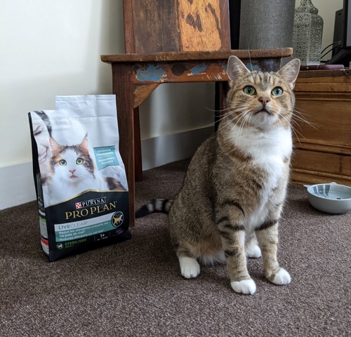 Brown tabby cat sat next to back of Purina Pro Plan LiveClear cat food