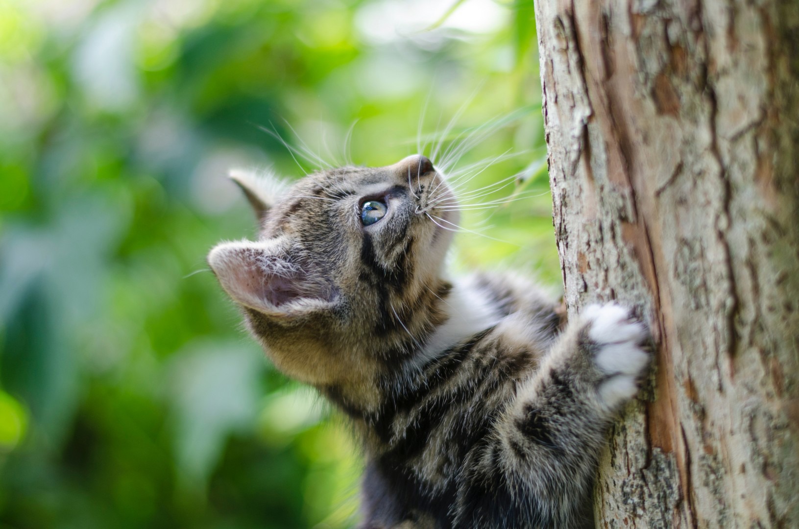 Scratching