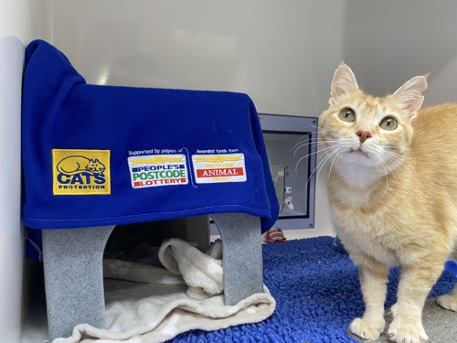 ginger cat standing in cat pen with blue blanket in the background showing Cats Protection and People's Postcode Lottery logos