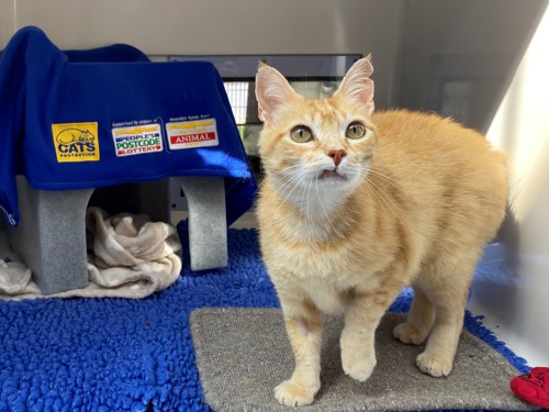 ginger cat with curled lip standing in cat pen with blue blanket in the background showing Cats Protection and People's Postcode Lottery logos