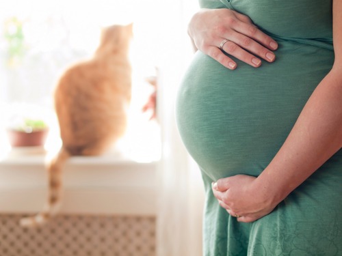 Cats And Your Pregnancy Help And Advice Cats Protection