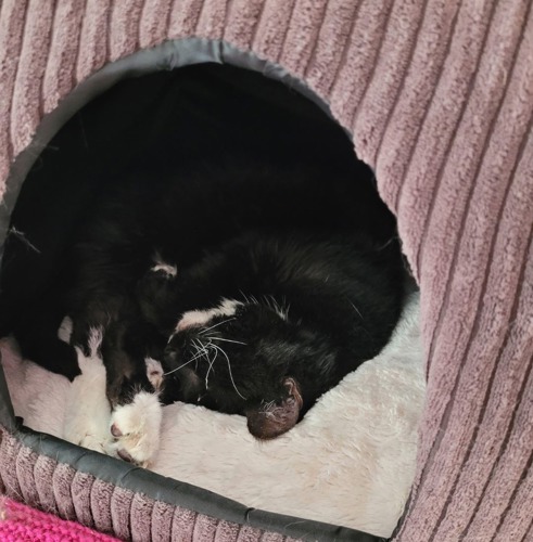 black-and-white cat curled up asleep in pink fleecy cat bed