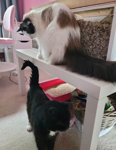 black, white-and-brown cat sitting on white table with black-and-white cat underneath