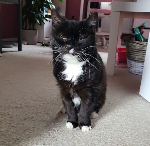 black-and-white cat sitting on beige carpet