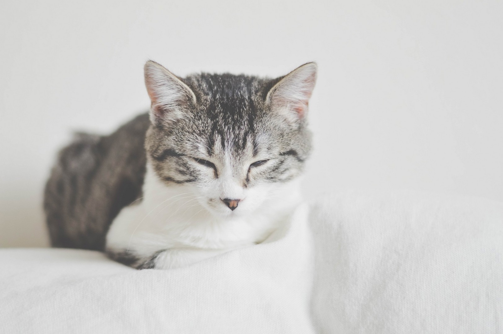 Shy Cats How to Help Your Cat Relax Cats Protection
