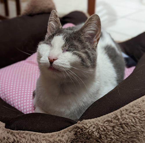 grey-and-white cat with no eyes sitting in cat bed