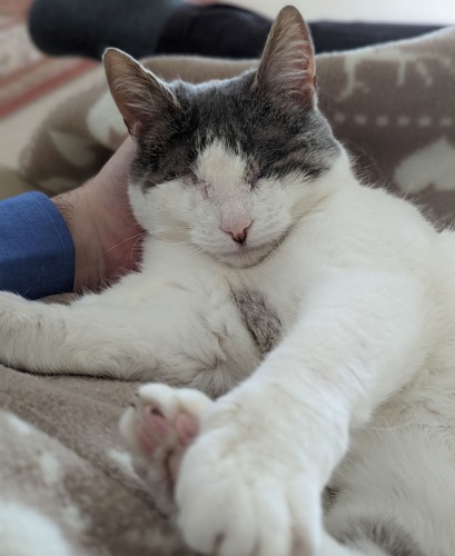 grey-and-white cat with no eyes being stroked by human hand