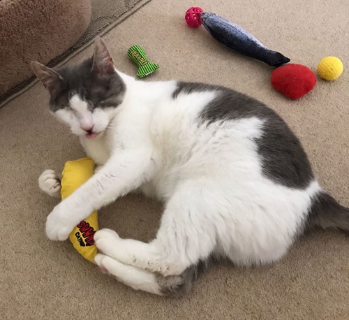 grey-and-white cat with no eyes playing with a yellow banana-shaped cat toy