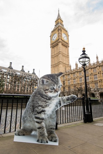 cardboard cut-out of grey tabby kitten standing in front of Big Ben