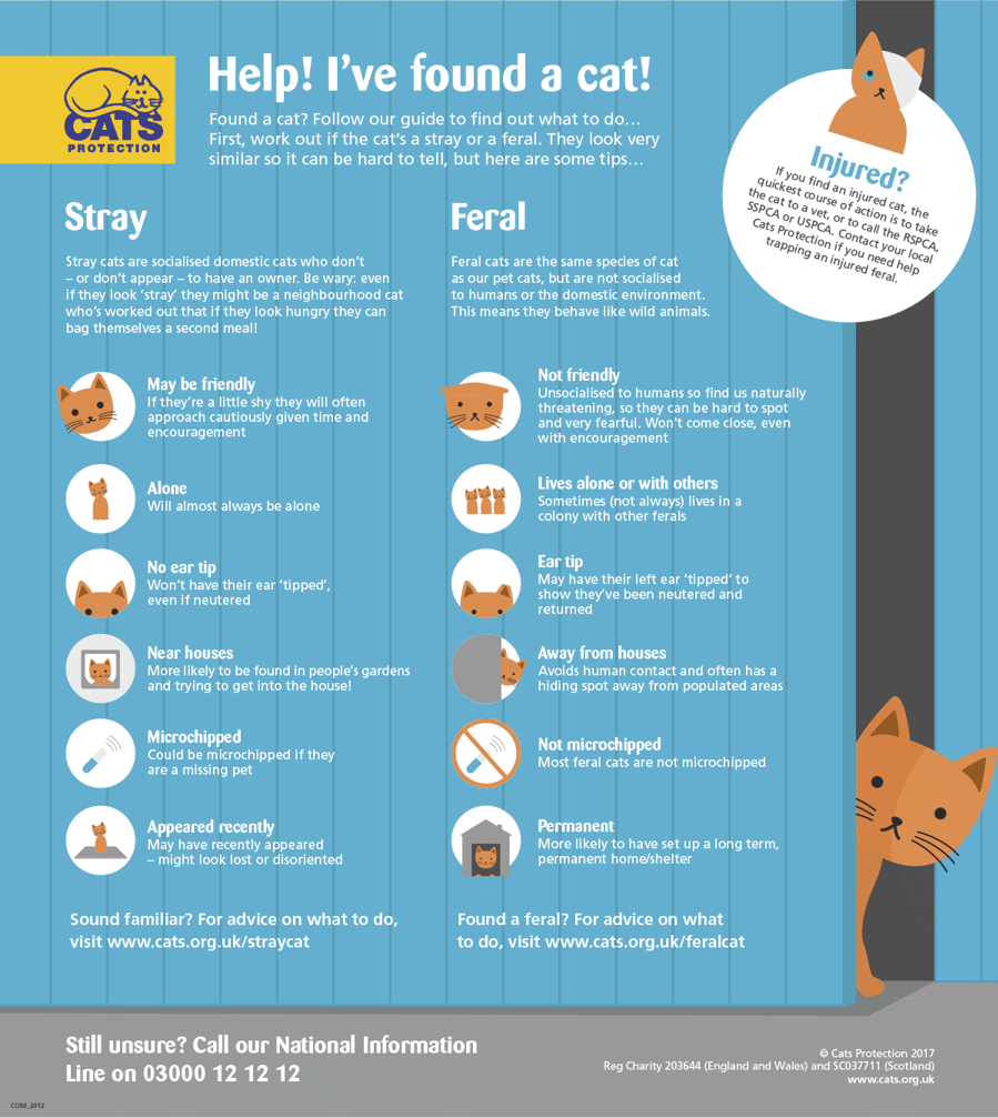 Stray or feral cat guide
