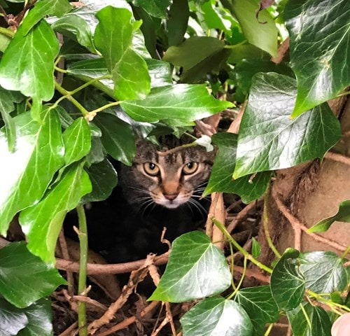 Tab cat hiding amongst green leaves