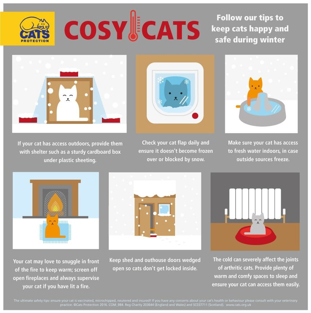 Cosy cats in winter infographic