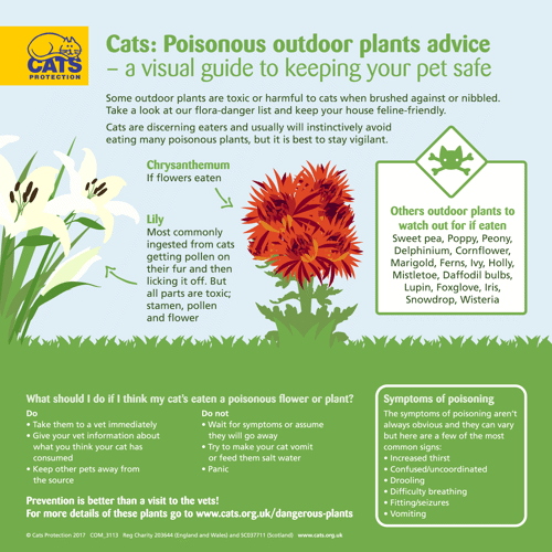 Poisonous plants to cats infographic