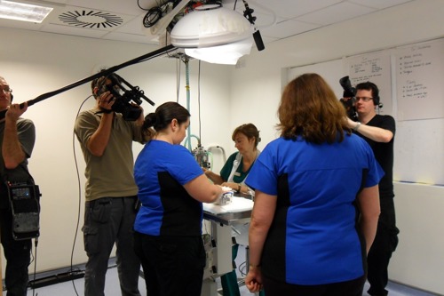 Film crew recording a cat neutering operation