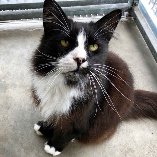 Black adn white cat with long whiskers