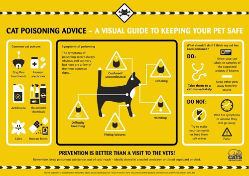 Cats Protection keeping your cat safe from poison graphic