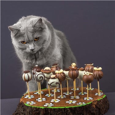 Grey cats looking at chocolates