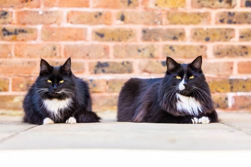 two long-haired black-and-white cats sat in front of brick wall