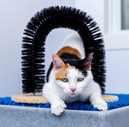 ginger, black-and-white cat lying underneath grooming arch