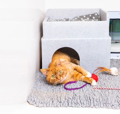 ginger tabby cat lying underneath grey plastic cat hide with some cat toys