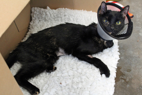 Kitten almost starved to death after eating 21 hairbands