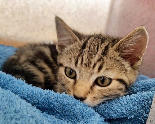 brown tabby kitten lying on blue towel