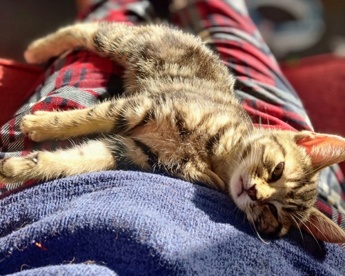 brown tabby kitten lying on someone's lap