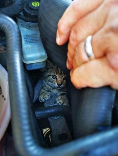 brown tabby kitten inside the engine space of a car