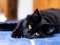 a black cat lying on a blue carpet