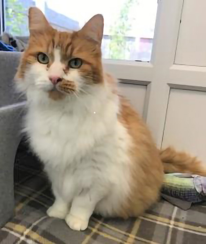 ginger-and-white long-haired cat