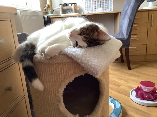 tabby-and-white cat lying on top of scratch post