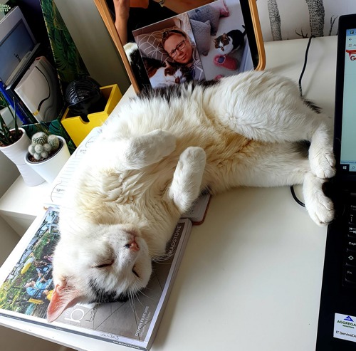 tabby-and-white cat lying on desk next to laptop