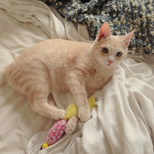 light-ginger cat lying on bed with pink-and-yellow cat toy