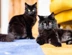 Two-black-cats.jpg