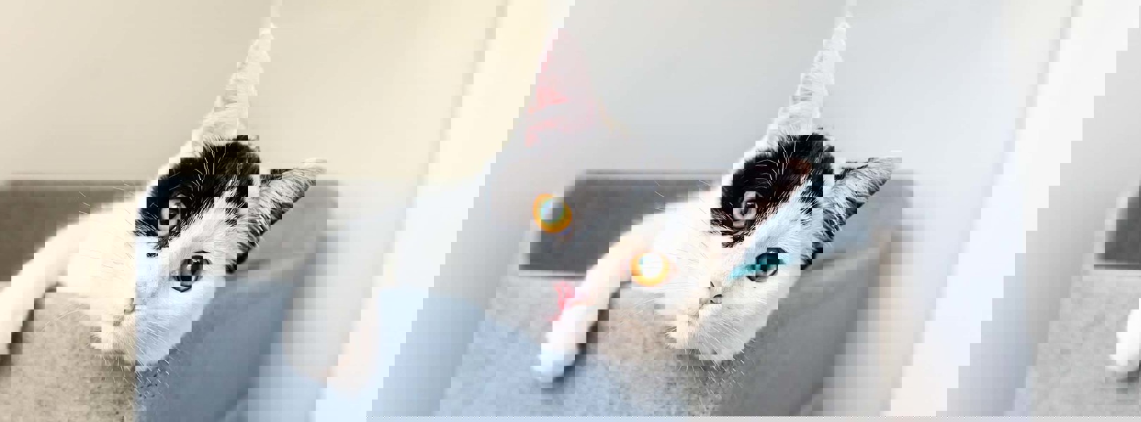 cataracts in cats surgery cost uk