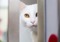 White cat looking at camera