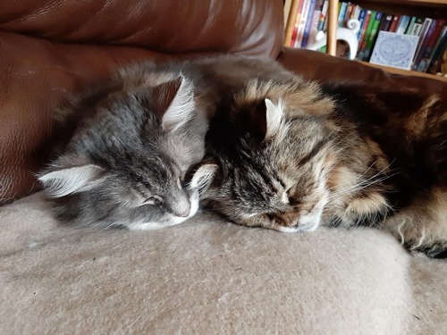 grey and brown long-haired tabby cats sleeping next to each other