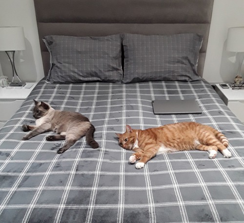 grey cat and ginger-and-white cat lying on bed with grey check patterned sheet